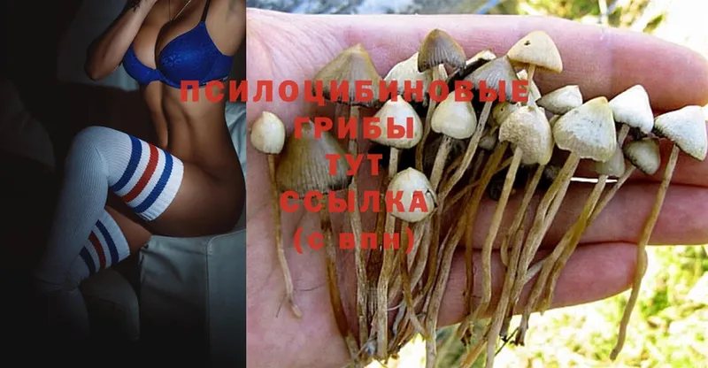 Галлюциногенные грибы MAGIC MUSHROOMS  Венёв 